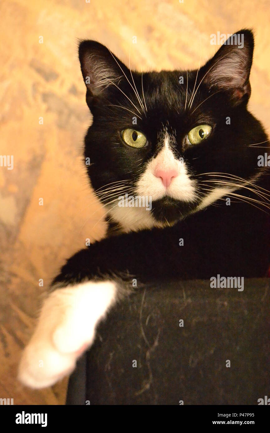 Bella espressione diversa di cat Foto Stock
