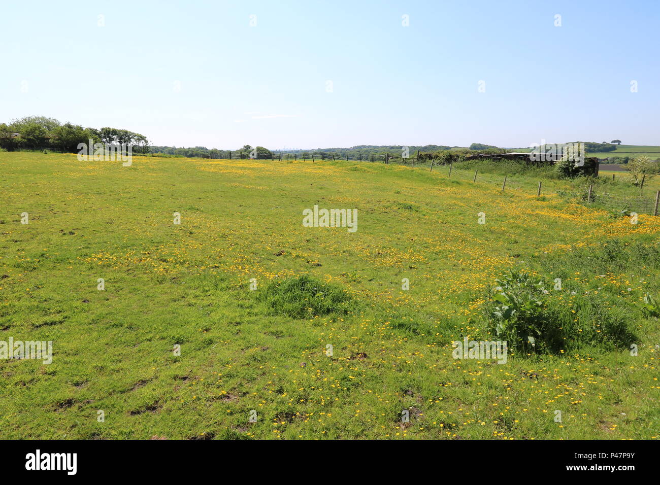 Campo con renoncules (Ranunculus), Nord Ovest Inghilterra, Regno Unito Foto Stock