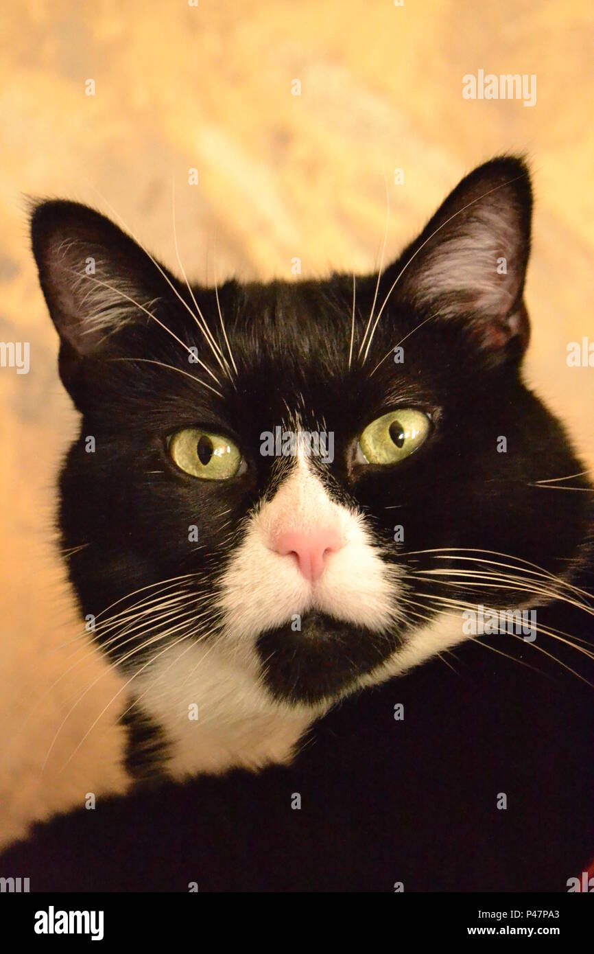Bella espressione diversa di cat Foto Stock Bella espressione diversa di cat Foto Stock