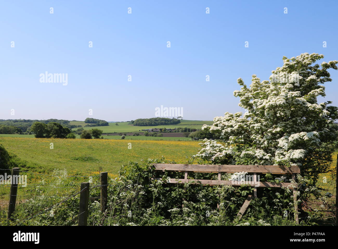 Campo con renoncules (Ranunculus), Nord Ovest Inghilterra, Regno Unito Foto Stock