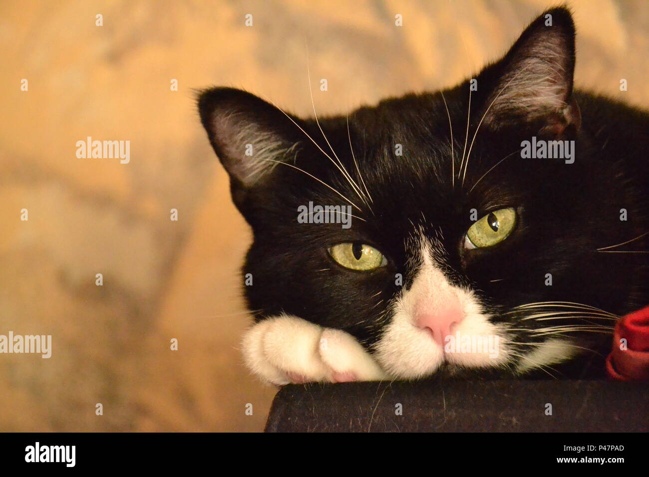 Bella espressione diversa di cat Foto Stock Bella espressione diversa di cat Foto Stock