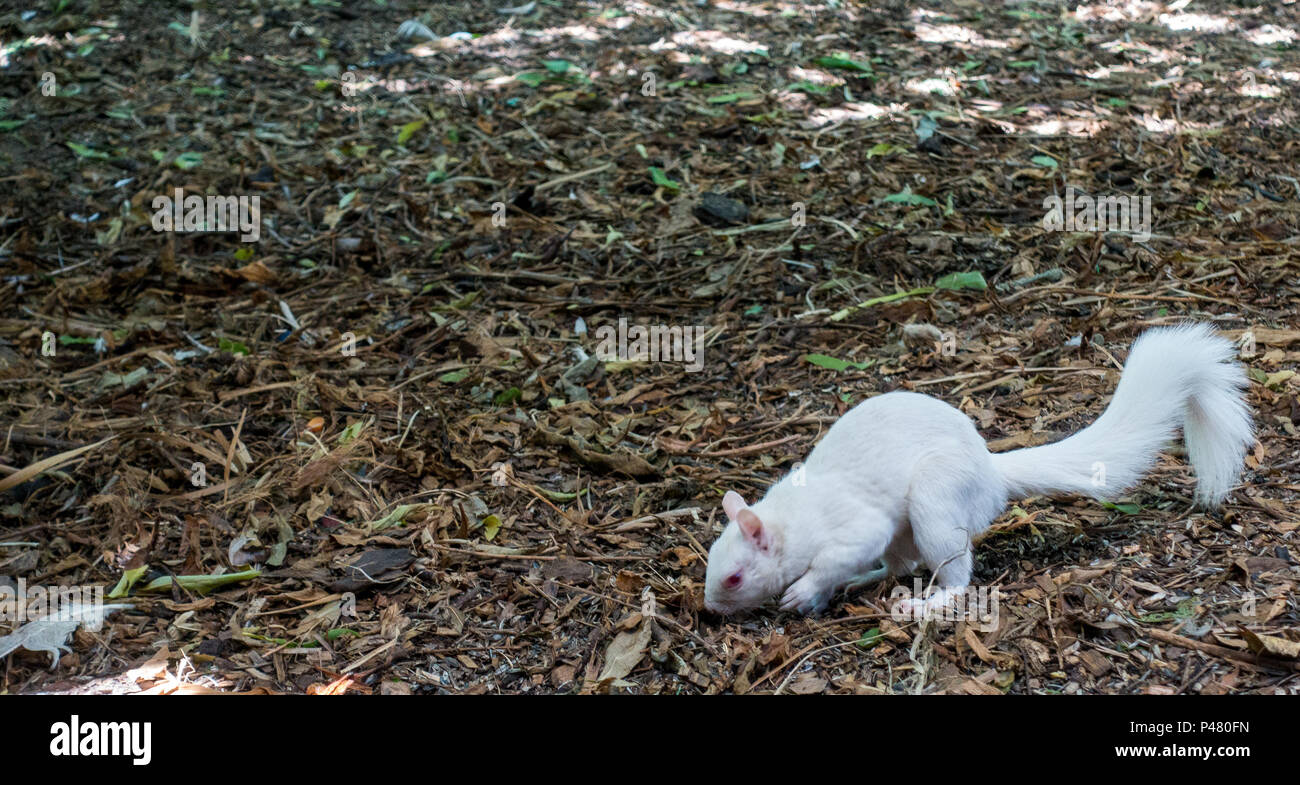 Scoiattolo albino Foto Stock