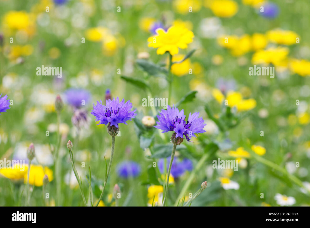 Centaurea cyanus fioritura in un prato di fiori selvaggi. Foto Stock