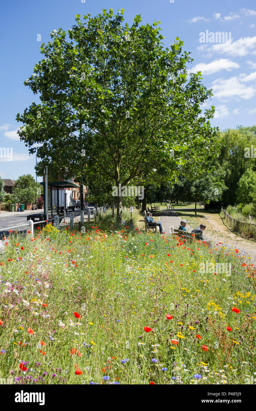 Wild fiori di prato, Barnes Pond, Barnes, London, SW13, Regno Unito Foto Stock