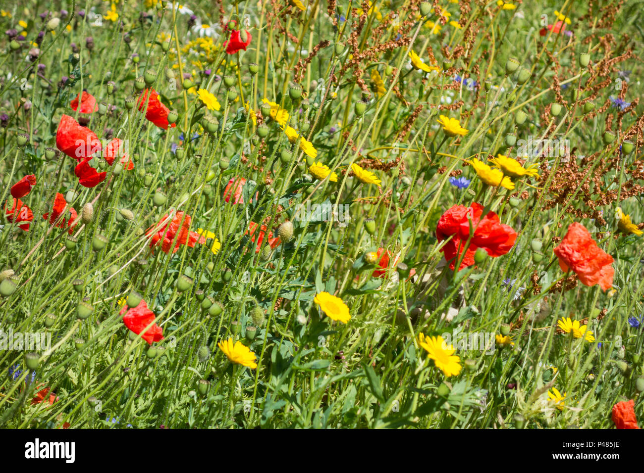 Un abbondanza di colore : selvatici fiori di prato Foto Stock