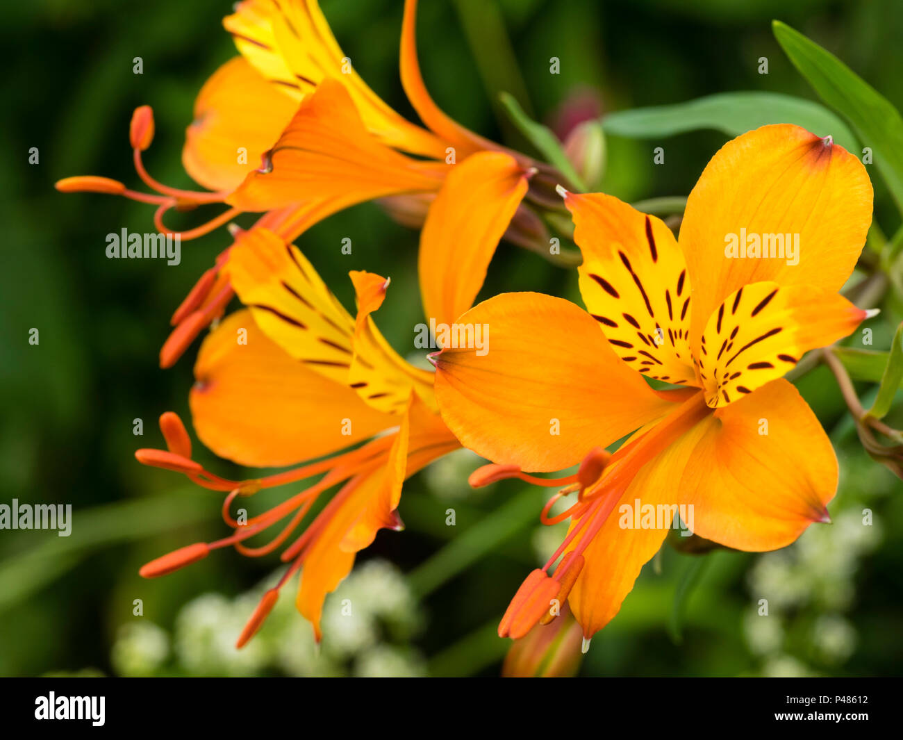 Arancione forma fiore del giglio peruviano, Alstroemeria aurea (A.aurantiaca), fioritura a inizio estate. Foto Stock