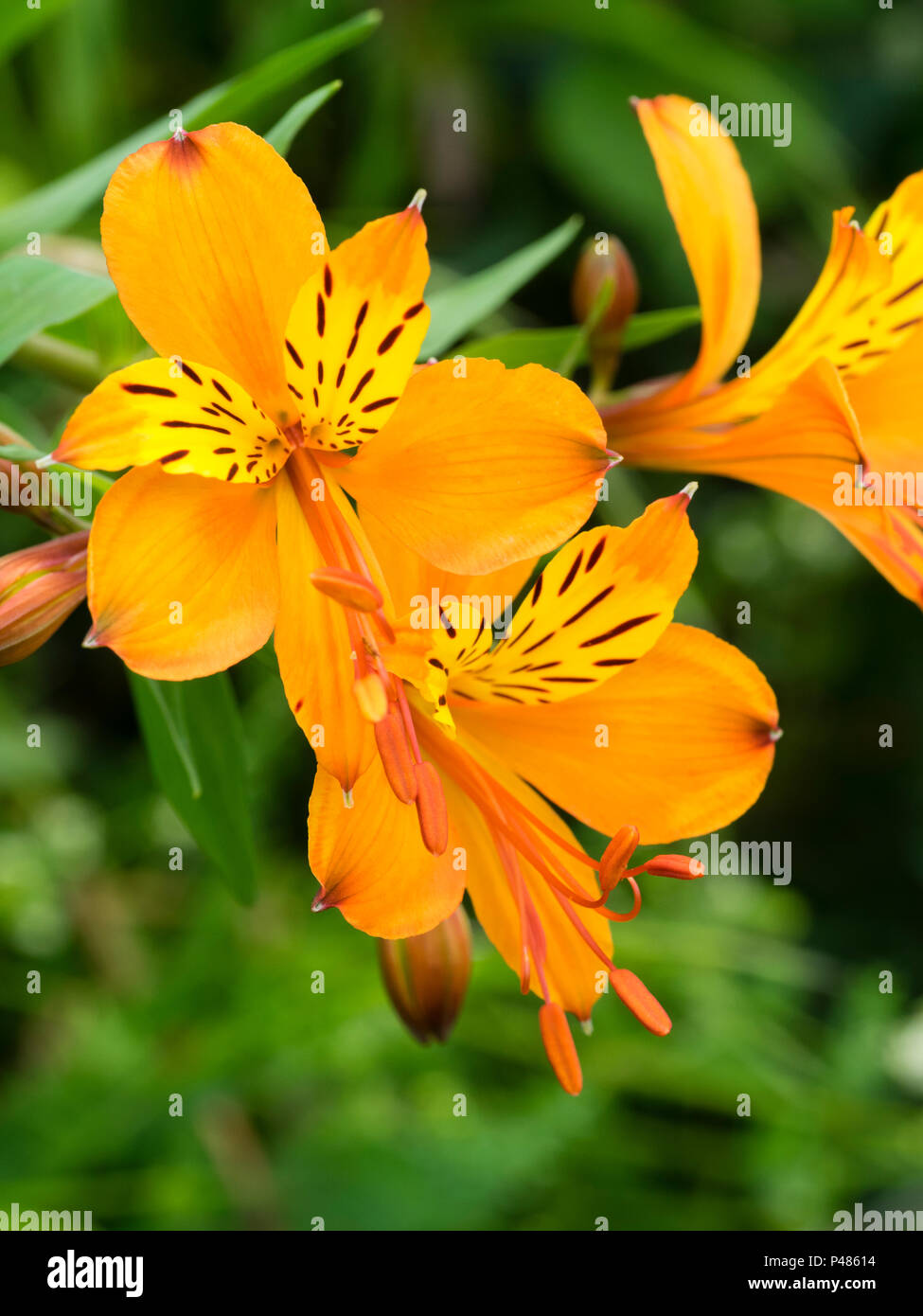 Arancione forma fiore del giglio peruviano, Alstroemeria aurea (A.aurantiaca), fioritura a inizio estate. Foto Stock