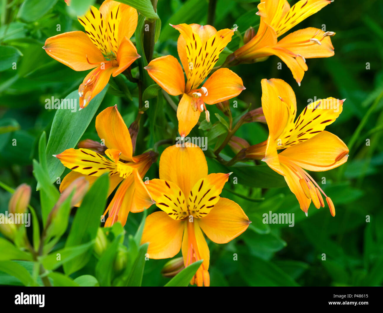 Arancione forma fiore del giglio peruviano, Alstroemeria aurea (A.aurantiaca), fioritura a inizio estate. Foto Stock