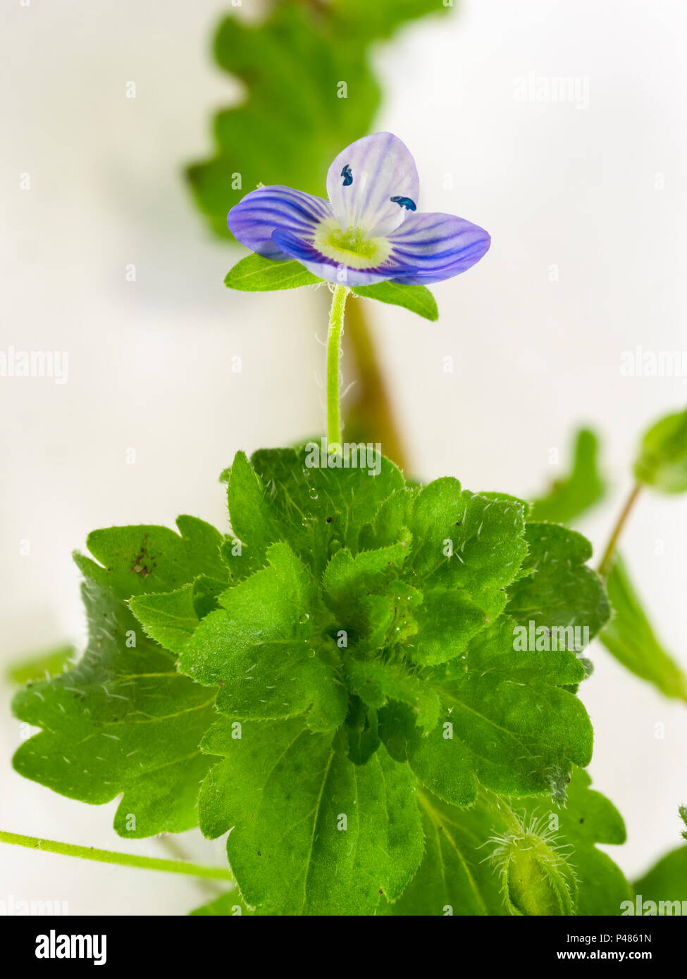 Fiore di campo comune speedwell, Veronica persica, un giardino infestante. Focus impilati studio immagine. Foto Stock