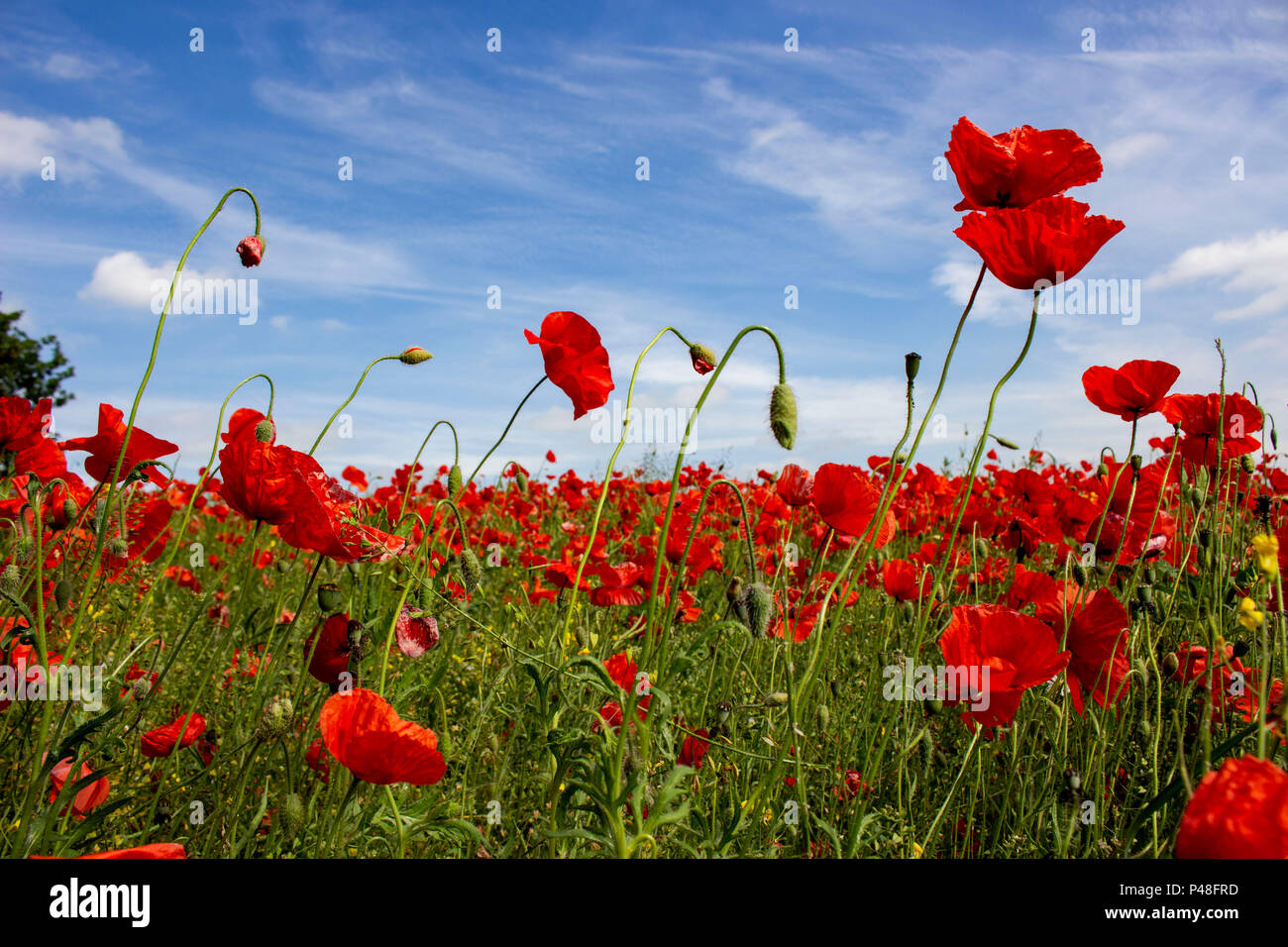 Campo di papaveri rossi sotto un bel cielo blu Foto Stock