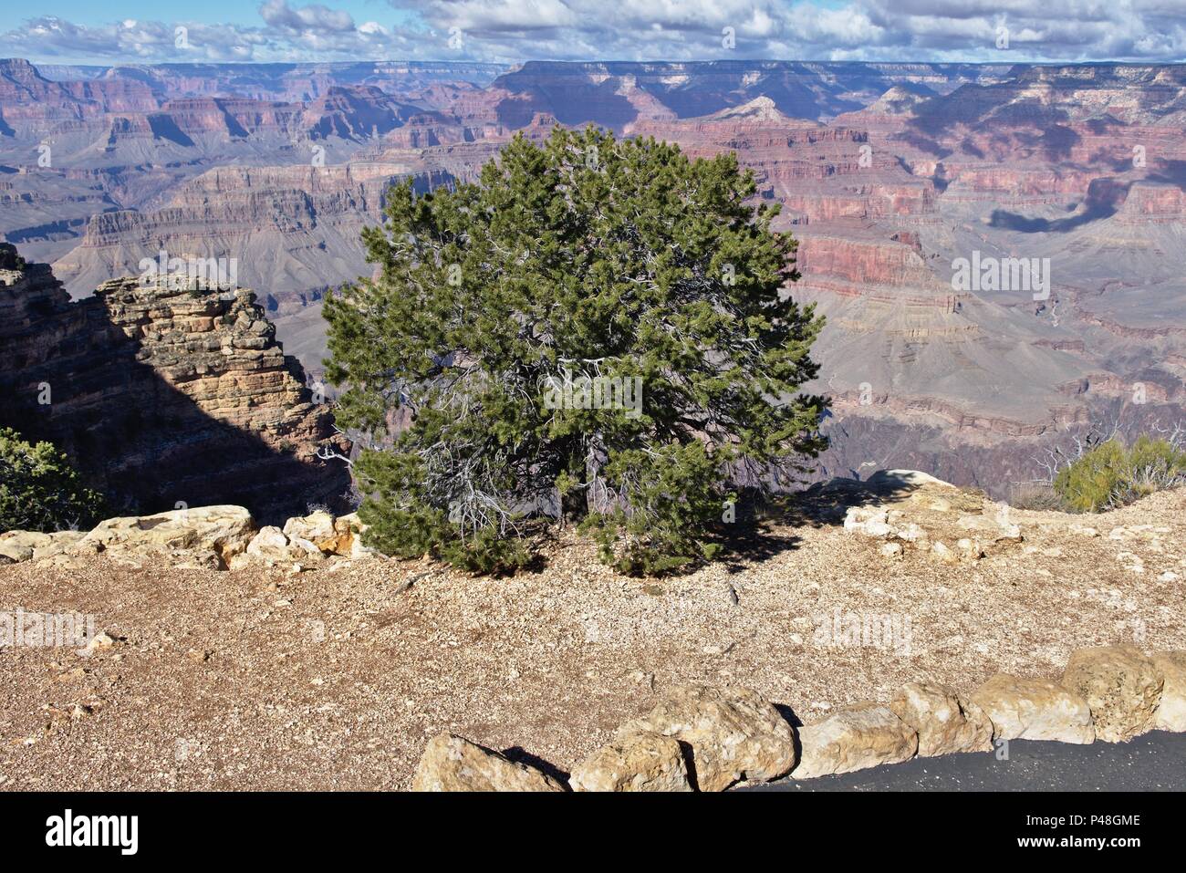 Boccola solitario che cresce su un bordo cilff al Grand Canyon Foto Stock