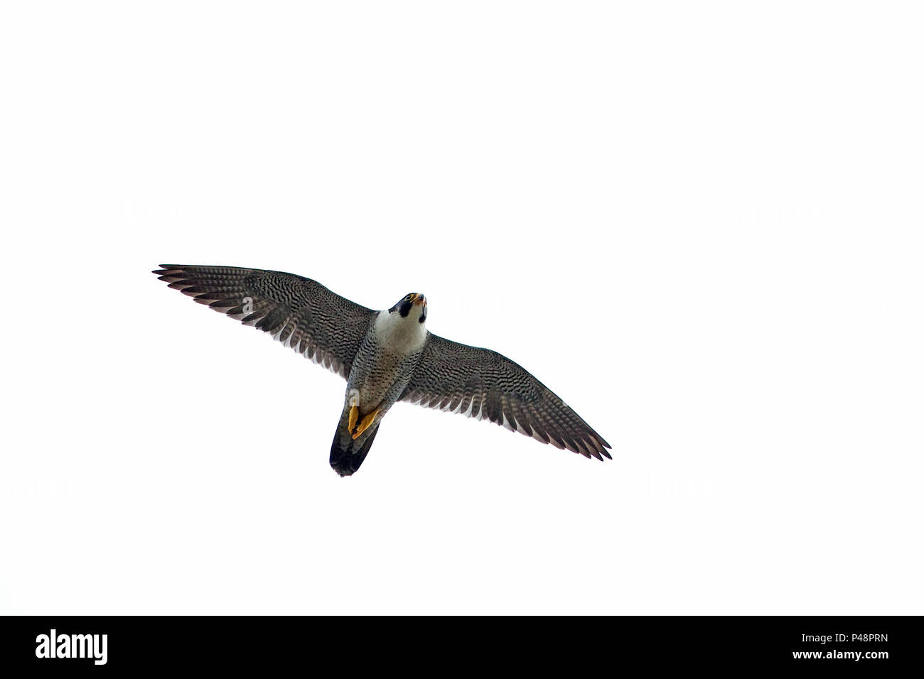 Falco pellegrino (Falco peregrinus) Foto Stock