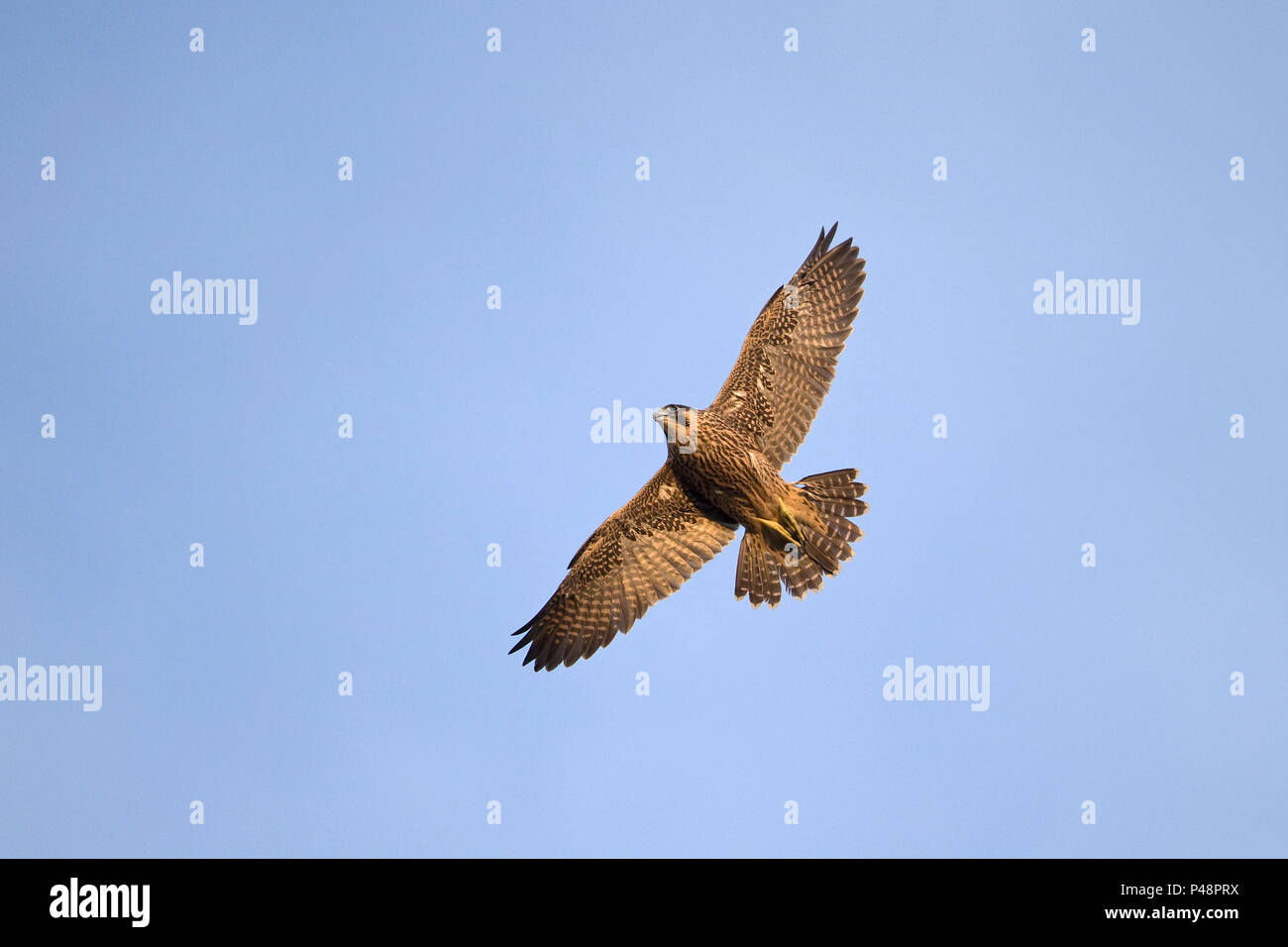 Falco pellegrino (Falco peregrinus) Foto Stock