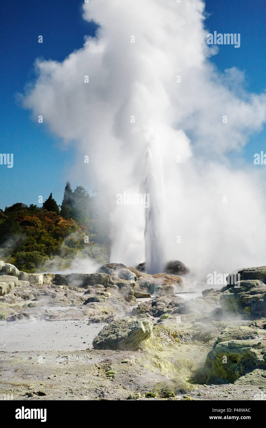 Pohutu Geyser eruzione, Nuova Zelanda Foto Stock