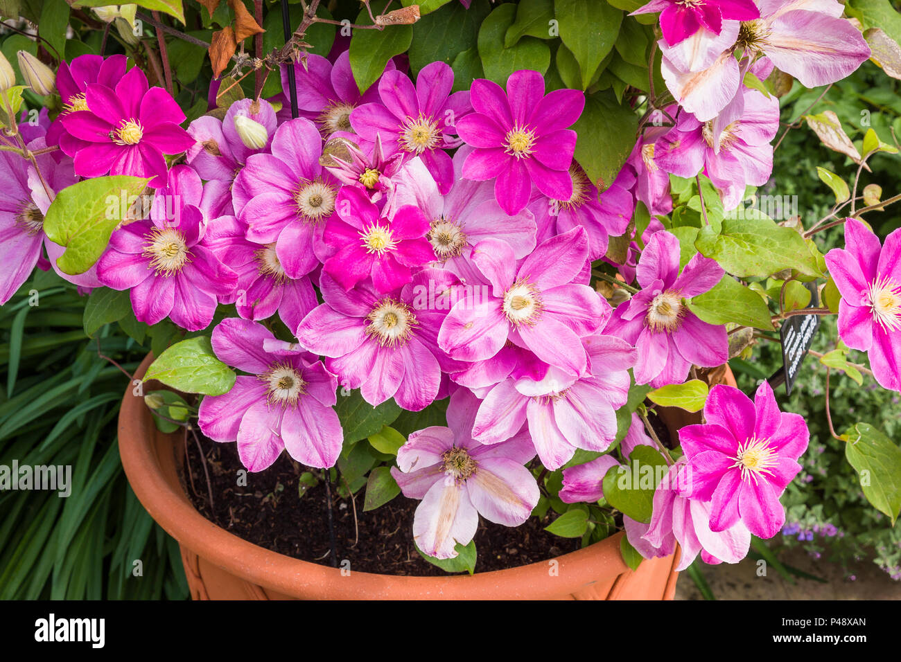 Display a colori di una pink patio Clematis Alaina nel Regno Unito nel mese di giugno Foto Stock
