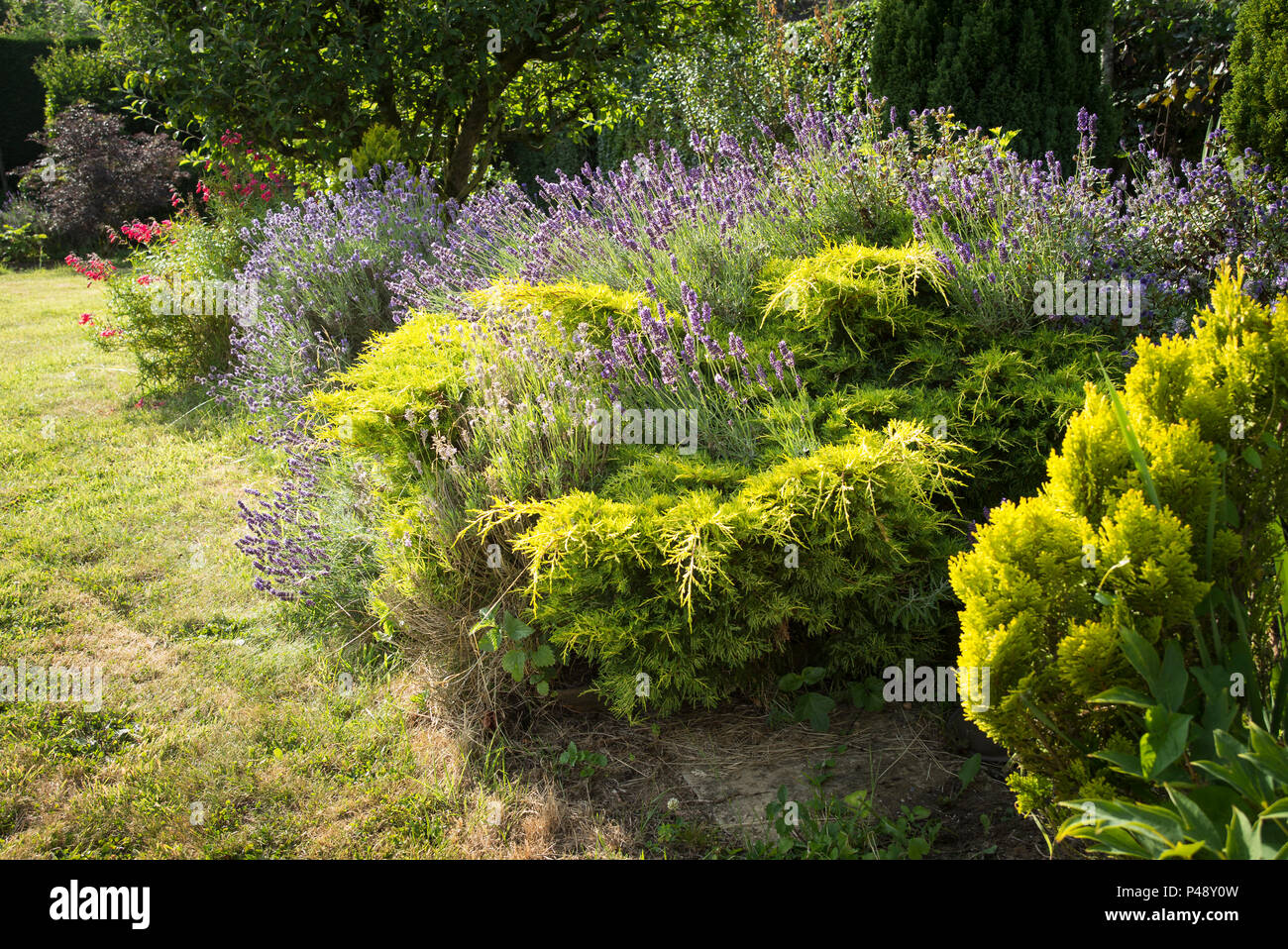 Luce della Sera mette in evidenza le piante in un misto di confine erbaceo nel mese di luglio in un giardino inglese nel Regno Unito Foto Stock