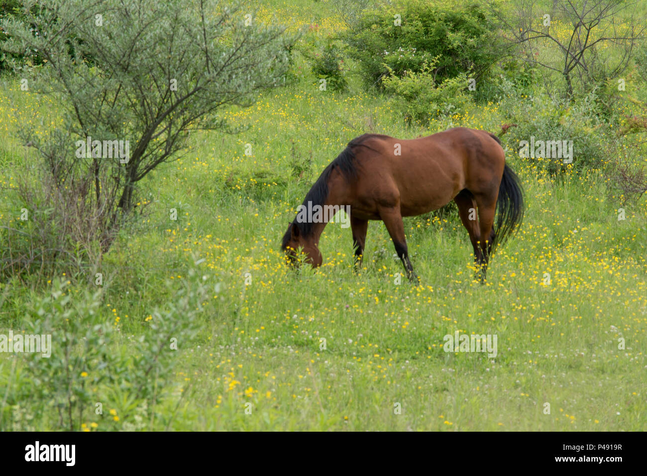 Cavallo bellissimo in giallo e verde prato Foto Stock