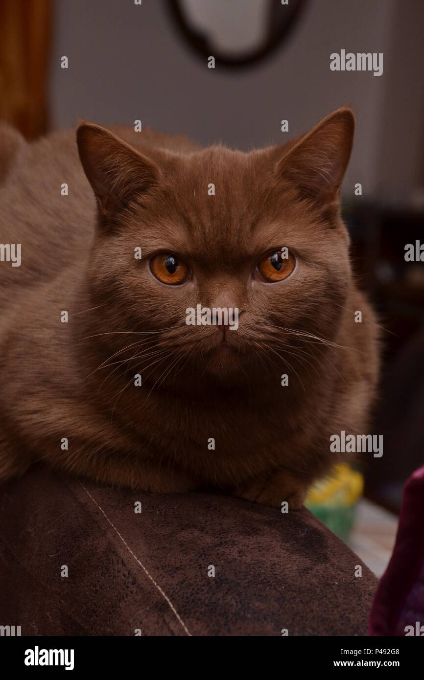 Un British Shorthair cat - bella espressione diversa di questo gatto di razza- un colore marrone molto raro Foto Stock Un British Shorthair cat - bella espressione diversa di questo gatto di razza- un colore marrone molto raro Foto Stock