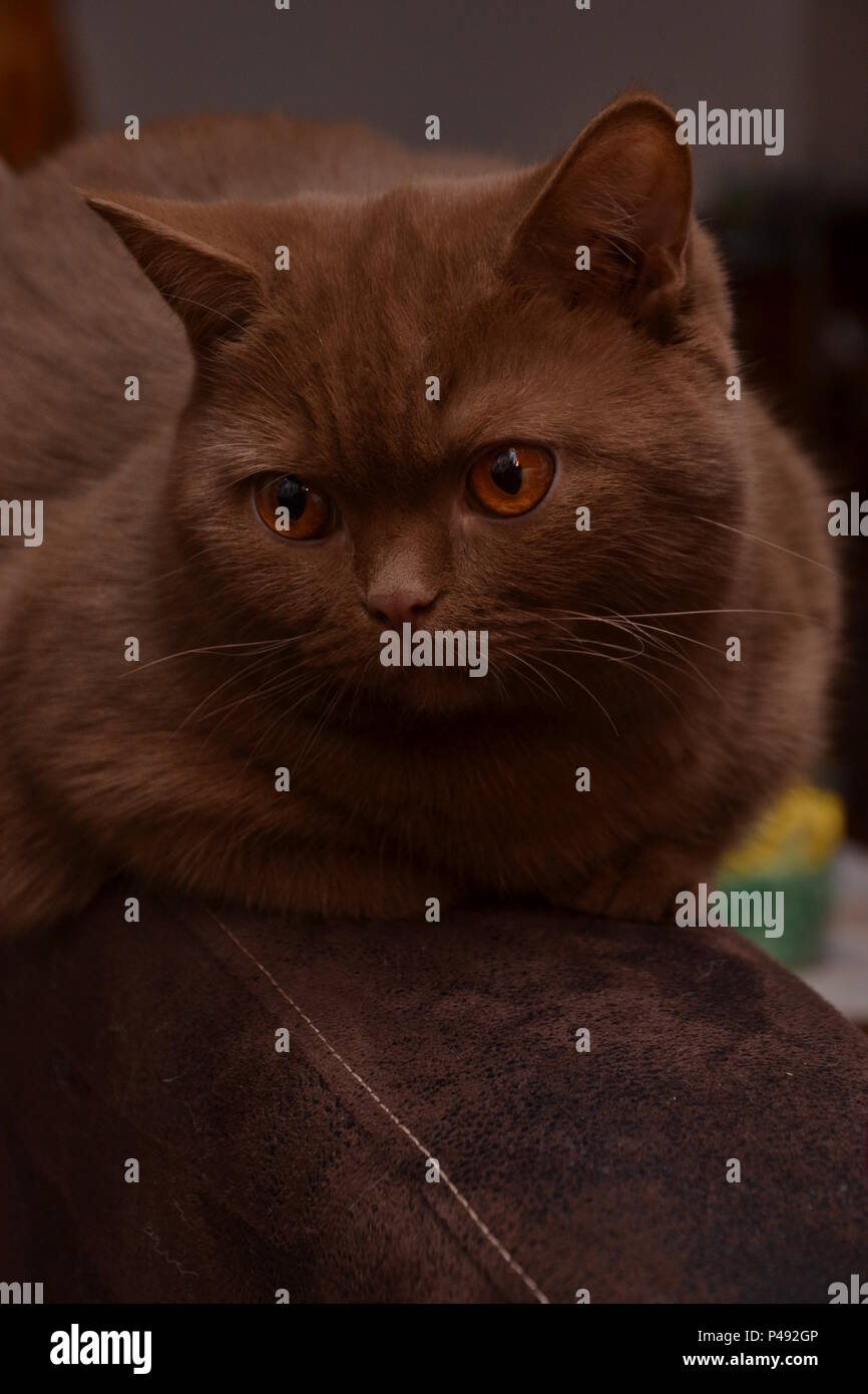 Un British Shorthair cat - bella espressione diversa di questo gatto di razza- un colore marrone molto raro Foto Stock Un British Shorthair cat - bella espressione diversa di questo gatto di razza- un colore marrone molto raro Foto Stock