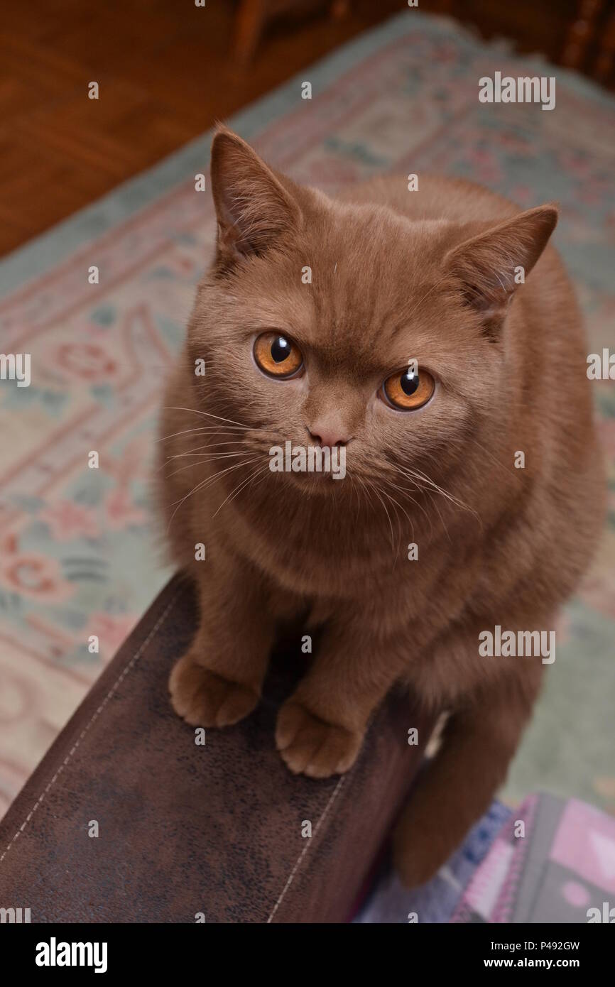 Un British Shorthair cat - bella espressione diversa di questo gatto di razza- un colore marrone molto raro Foto Stock Un British Shorthair cat - bella espressione diversa di questo gatto di razza- un colore marrone molto raro Foto Stock