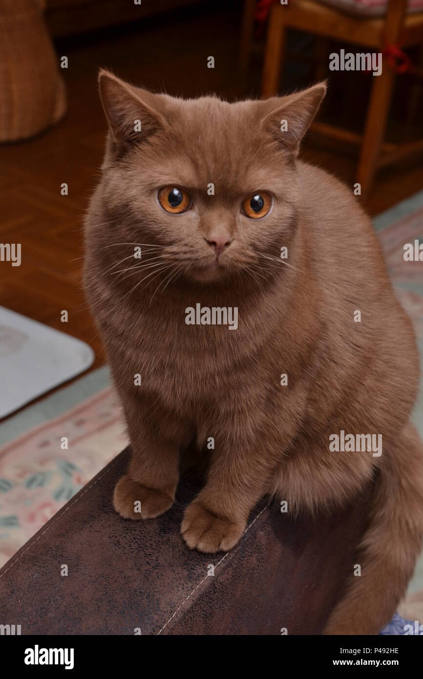 Un British Shorthair cat - bella espressione diversa di questo gatto di razza- un colore marrone molto raro Foto Stock Un British Shorthair cat - bella espressione diversa di questo gatto di razza- un colore marrone molto raro Foto Stock