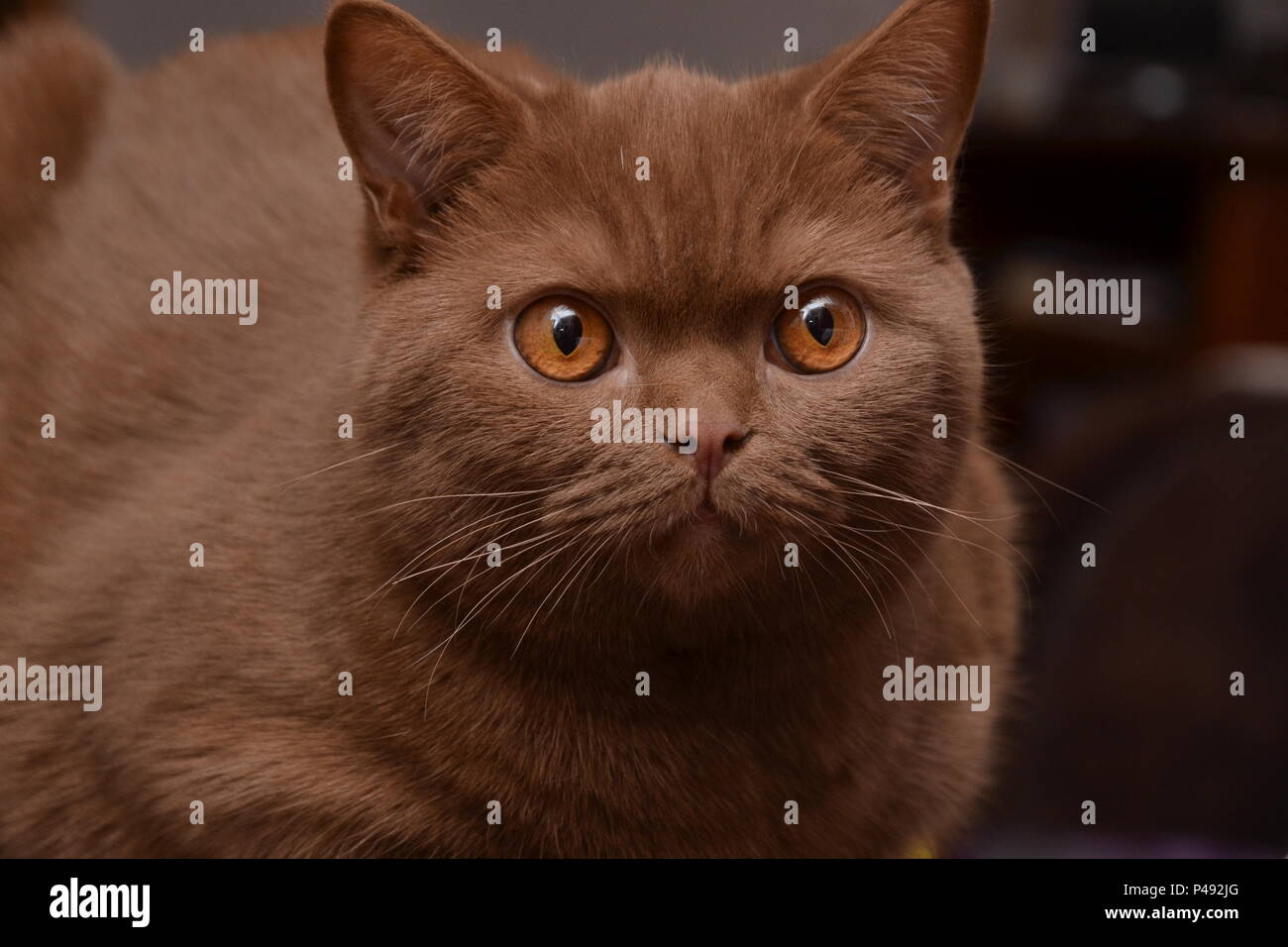Un British Shorthair cat - bella espressione diversa di questo gatto di razza- un colore marrone molto raro Foto Stock Un British Shorthair cat - bella espressione diversa di questo gatto di razza- un colore marrone molto raro Foto Stock