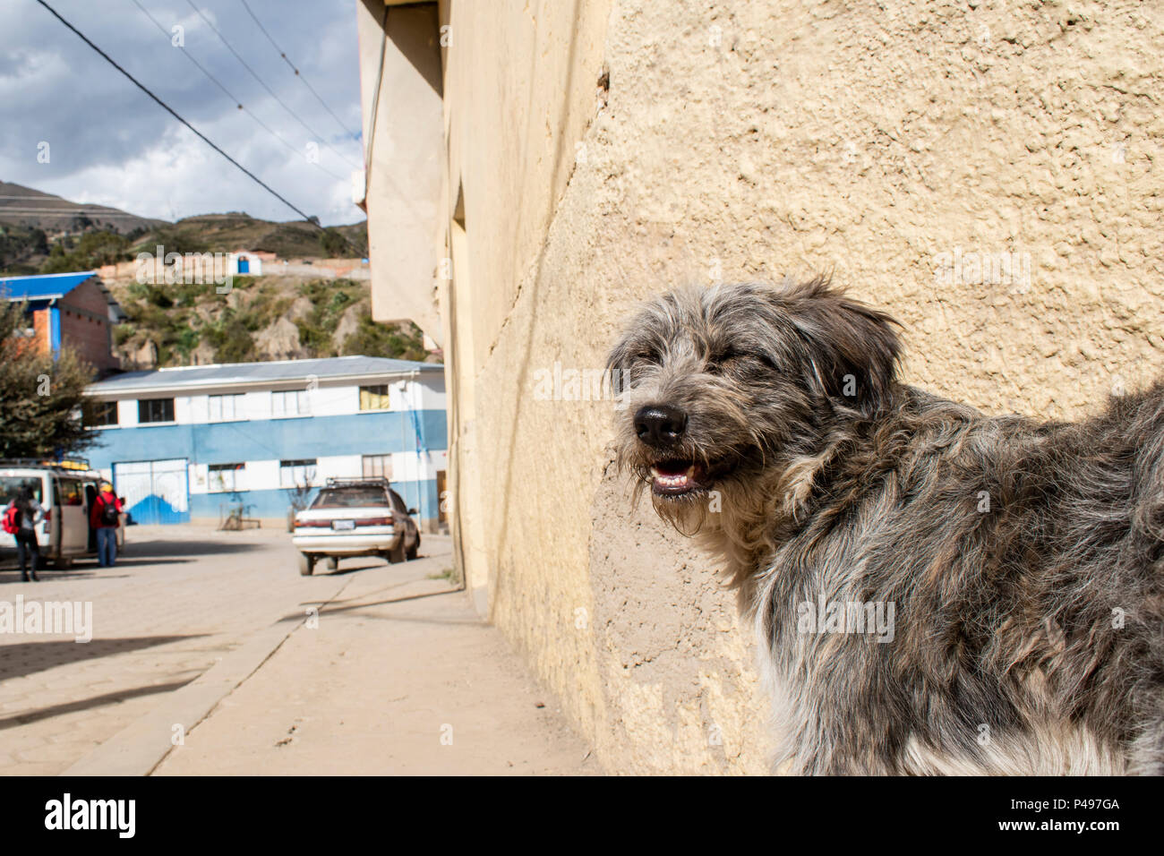 Puppy nella sua città Foto Stock