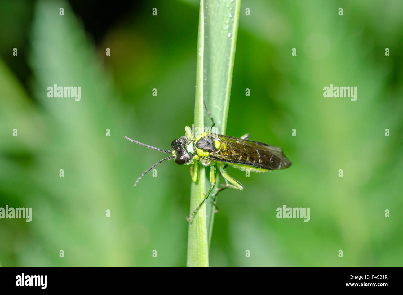 Sawfly- Rhogaster picta Foto Stock