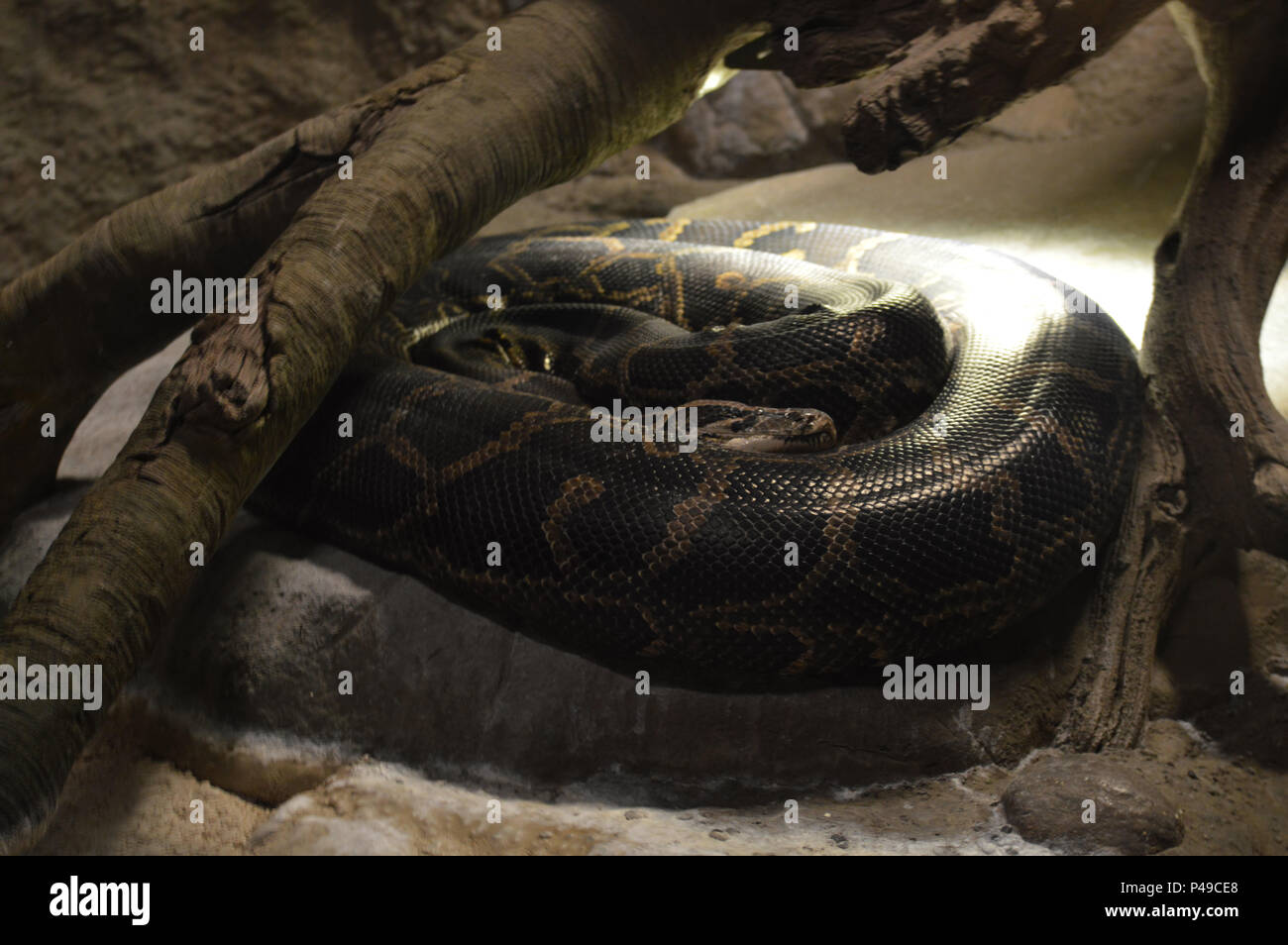 Python birmano sotto un ramo Foto Stock