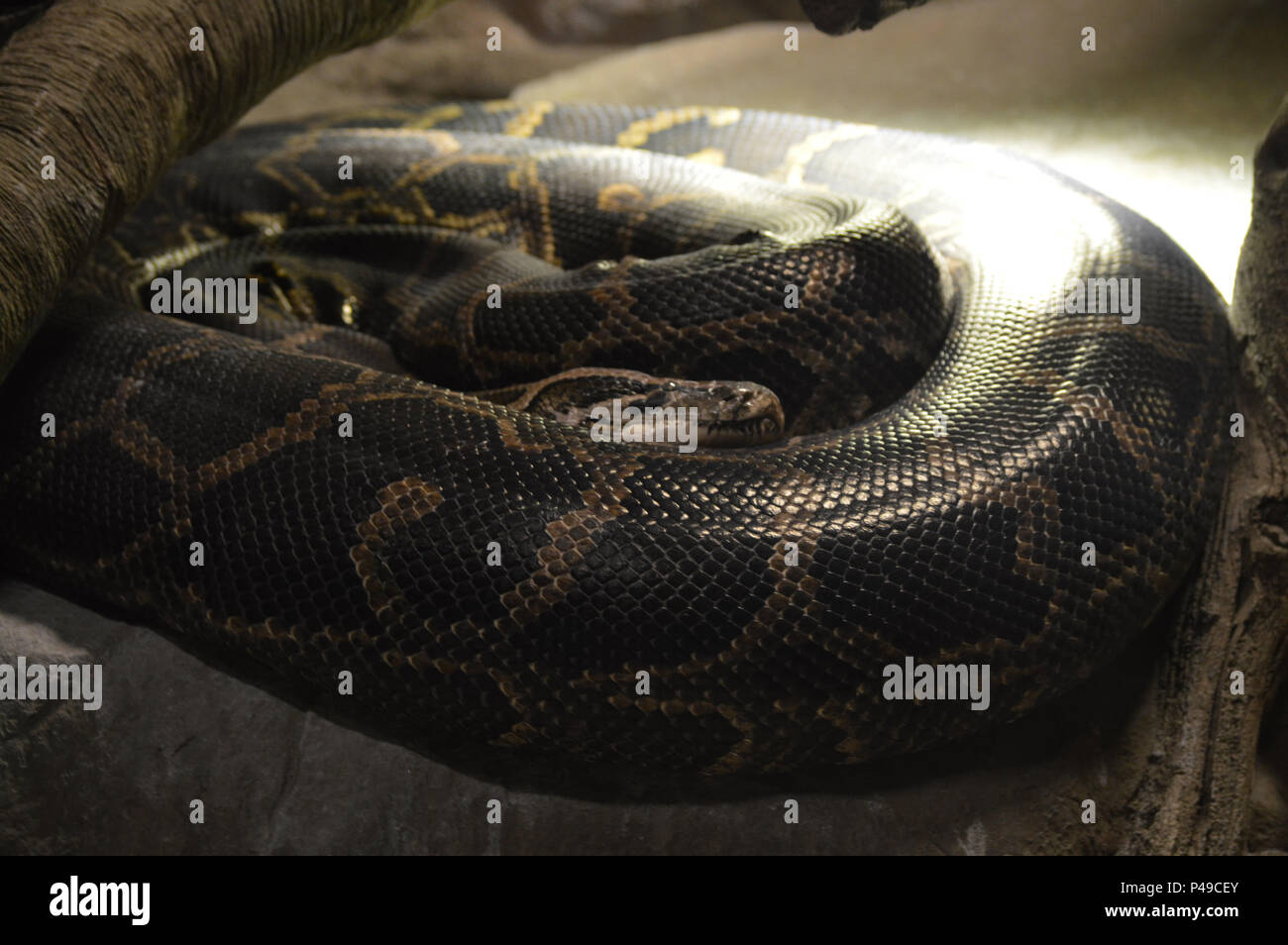 Python birmano sotto un ramo Foto Stock