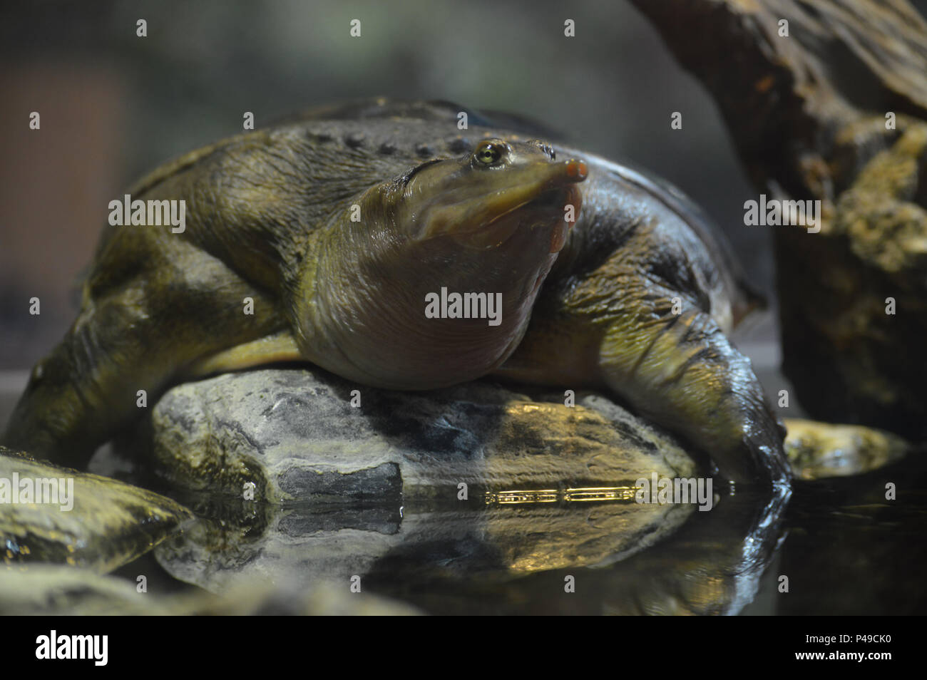 Close up di un soft nose turtle Foto Stock