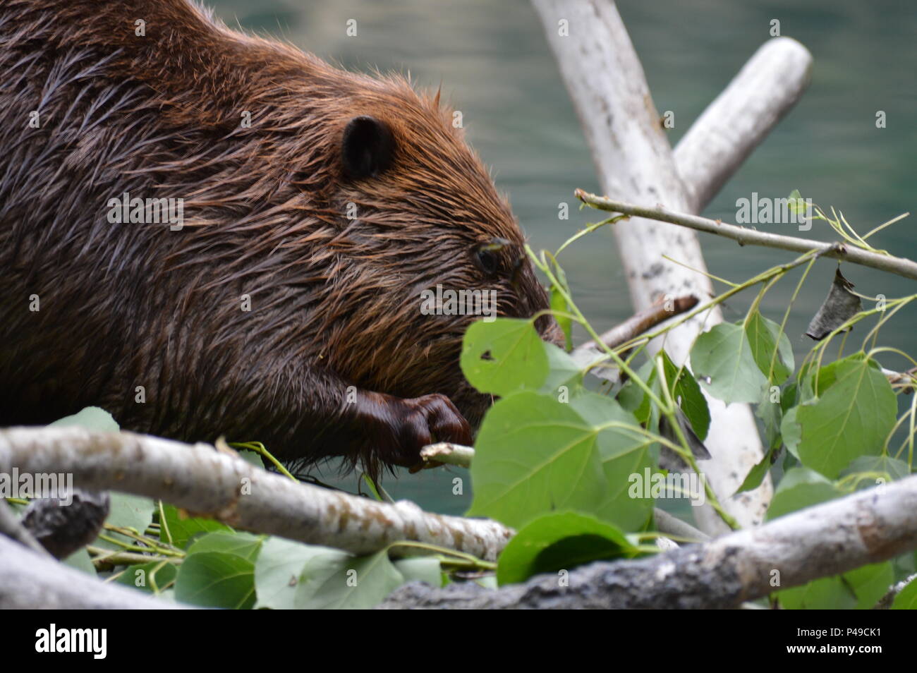 Beaver chewing sui rami sul loro dam Foto Stock