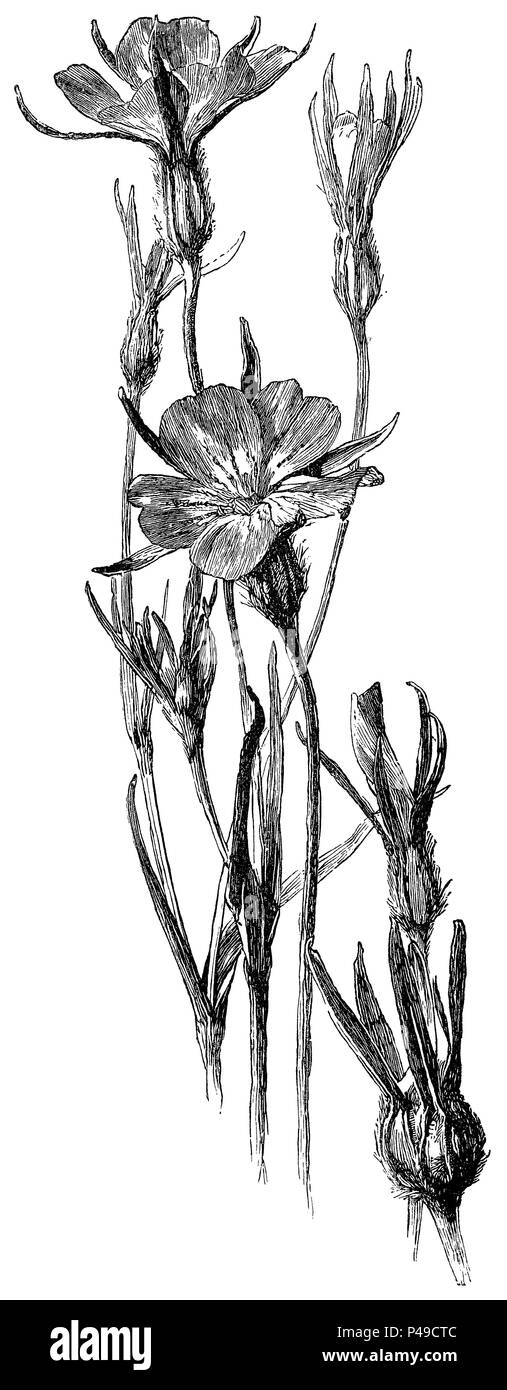 1883 incisione del comune di mais increspature (agrostemma githago). Da una illustrazione di Alfred Parsons. Foto Stock