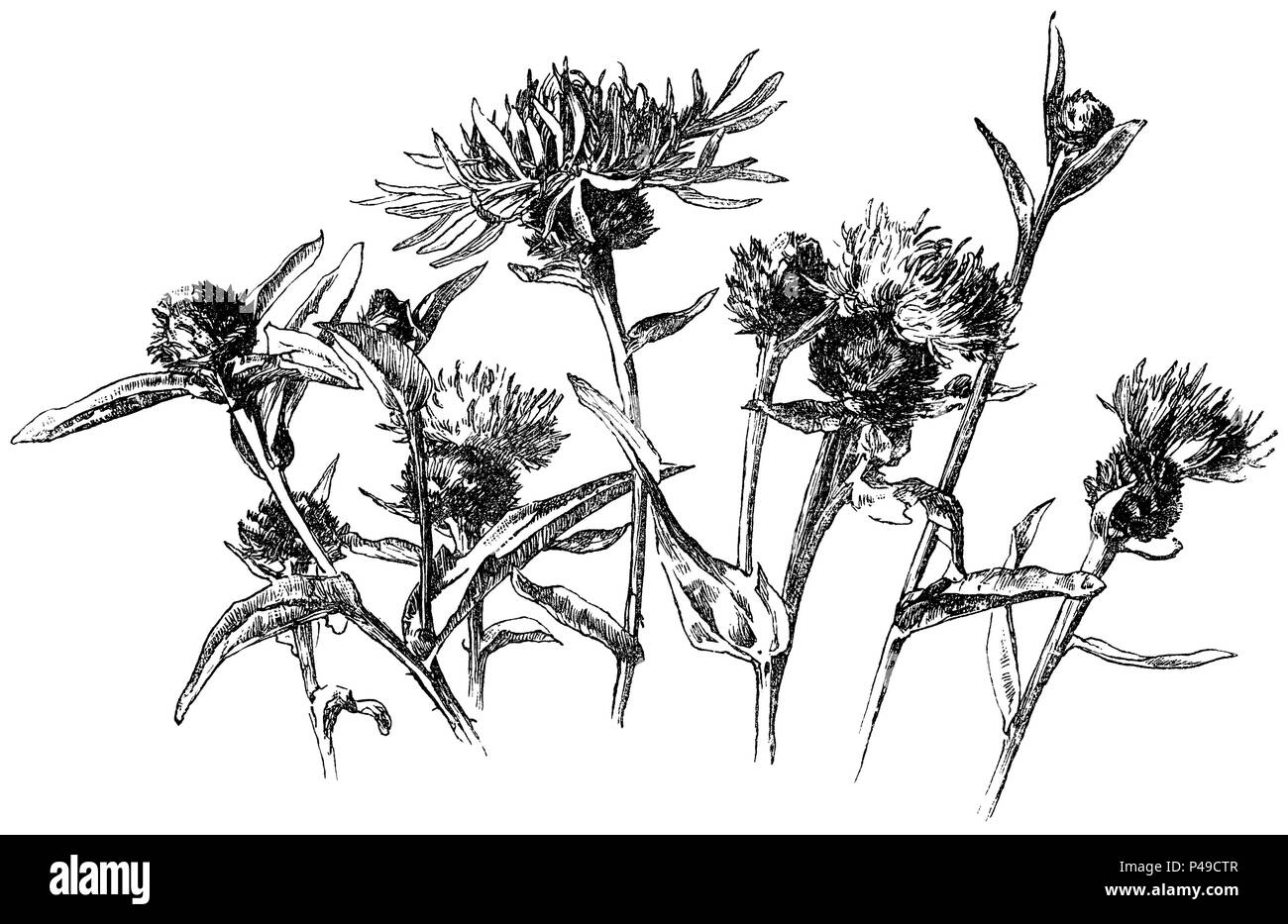 1883 incisione di centaurea nigra, noto come il fiordaliso minore, fiordaliso comune, fiordaliso nero o hardhead. Da una illustrazione di Alfred Parsons. Foto Stock