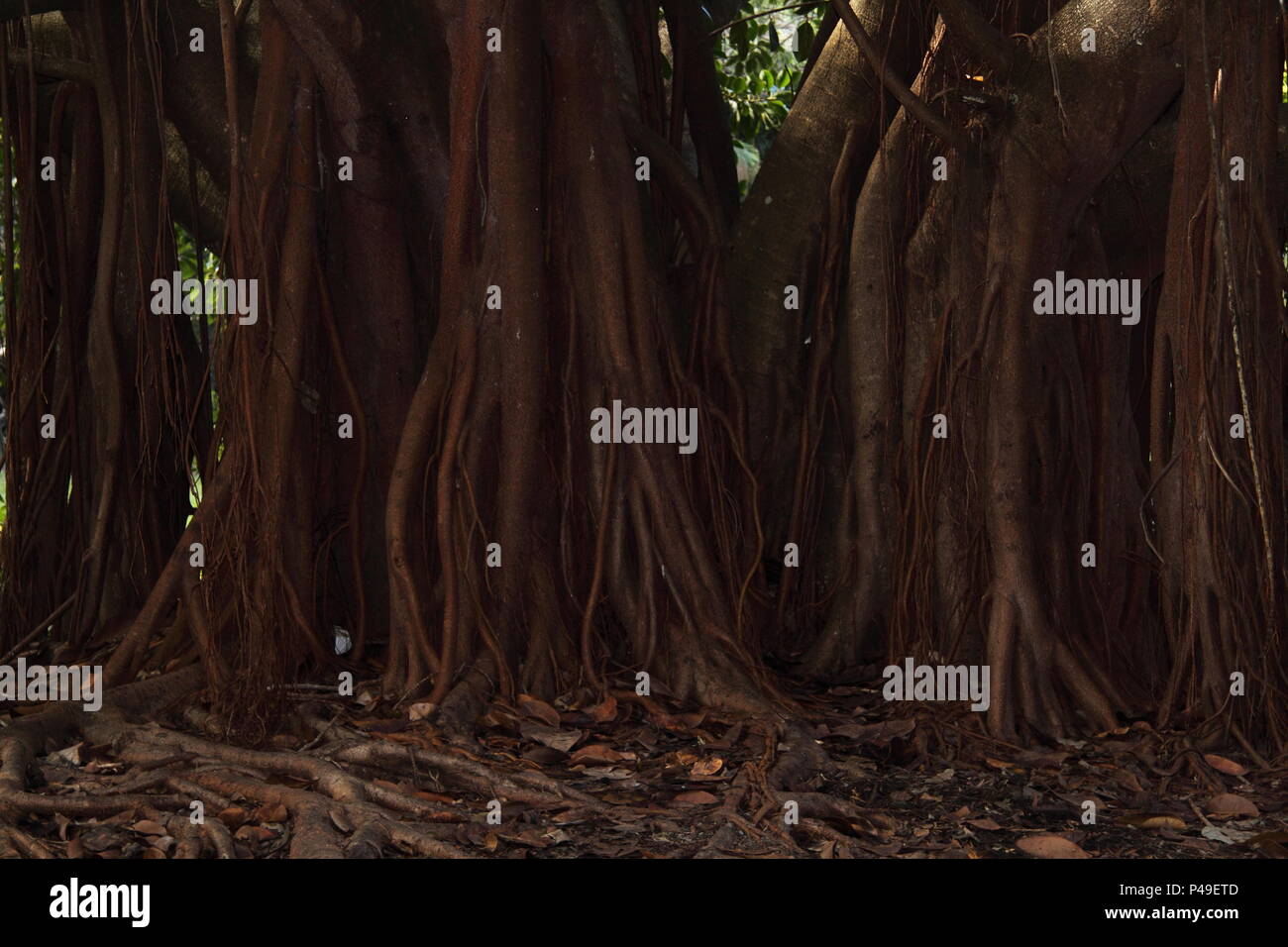 Hill's Ficus (Ficus Microcarpa Hillii) Foto Stock