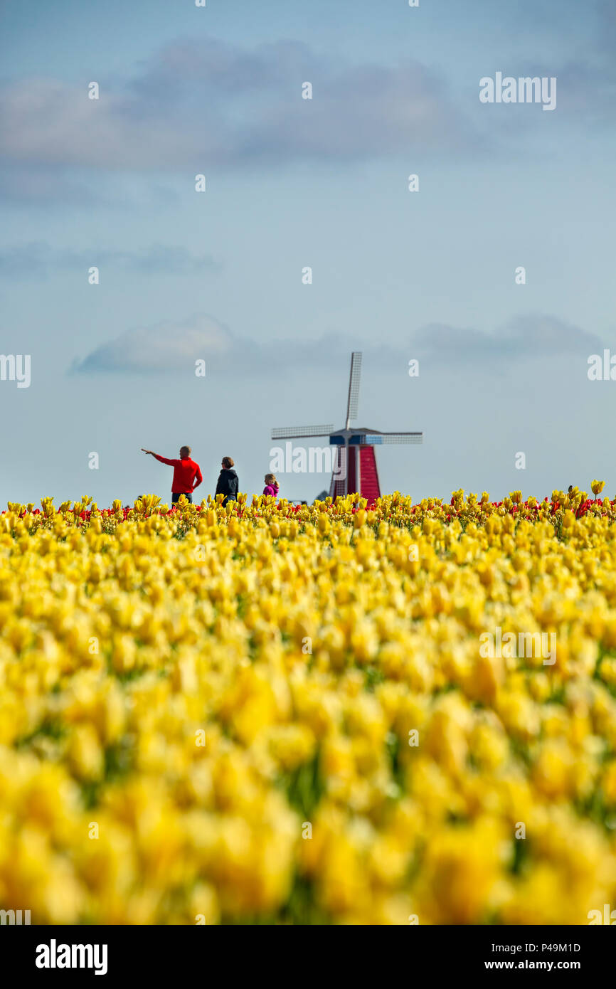 Famiglia, Tulipano giallo campo e il mulino a vento, Tulip Fest, scarpe di legno Tulip Farm, Woodburn, vicino a Portland, Oregon, Stati Uniti d'America Foto Stock