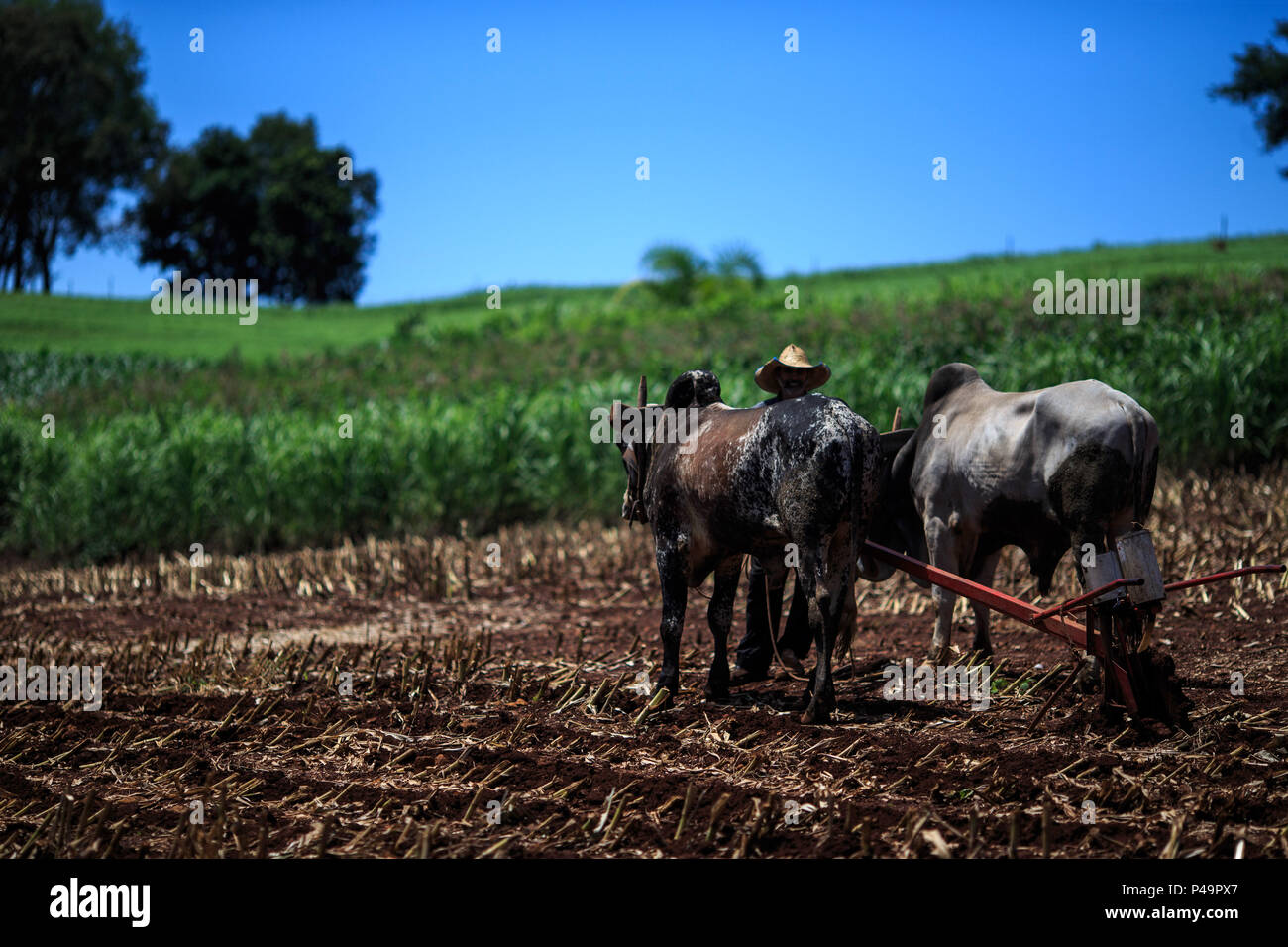 PIRATUBA, SC - 04.01.2015: AGRICULTORES ARANDO TERRA - Agricultores arando terra com tração animale. (Foto: Nereu Jr. / Fotoarena) Foto Stock