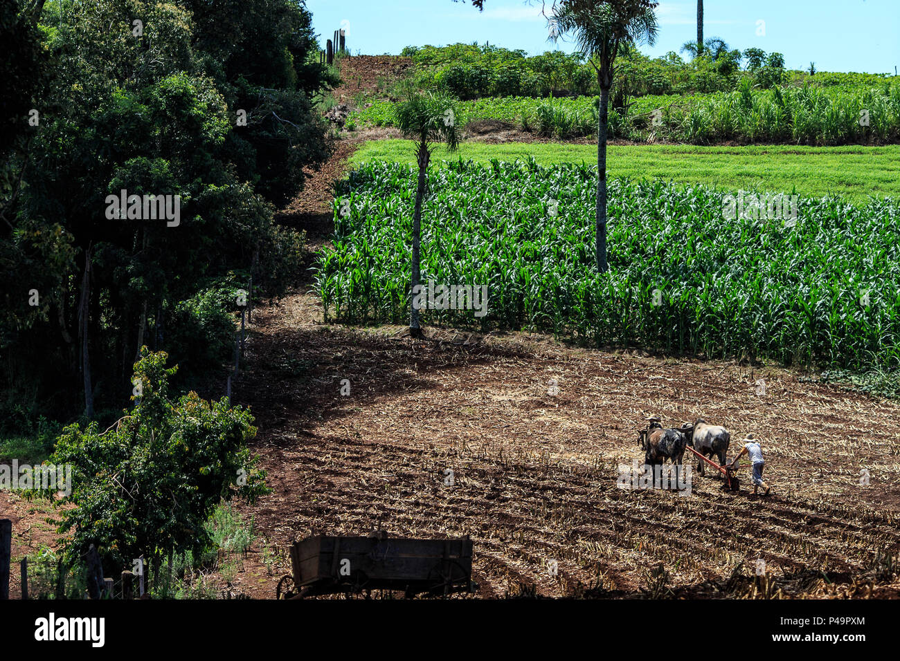 PIRATUBA, SC - 04.01.2015: AGRICULTORES ARANDO TERRA - Agricultores arando terra com tração animale. (Foto: Nereu Jr. / Fotoarena) Foto Stock