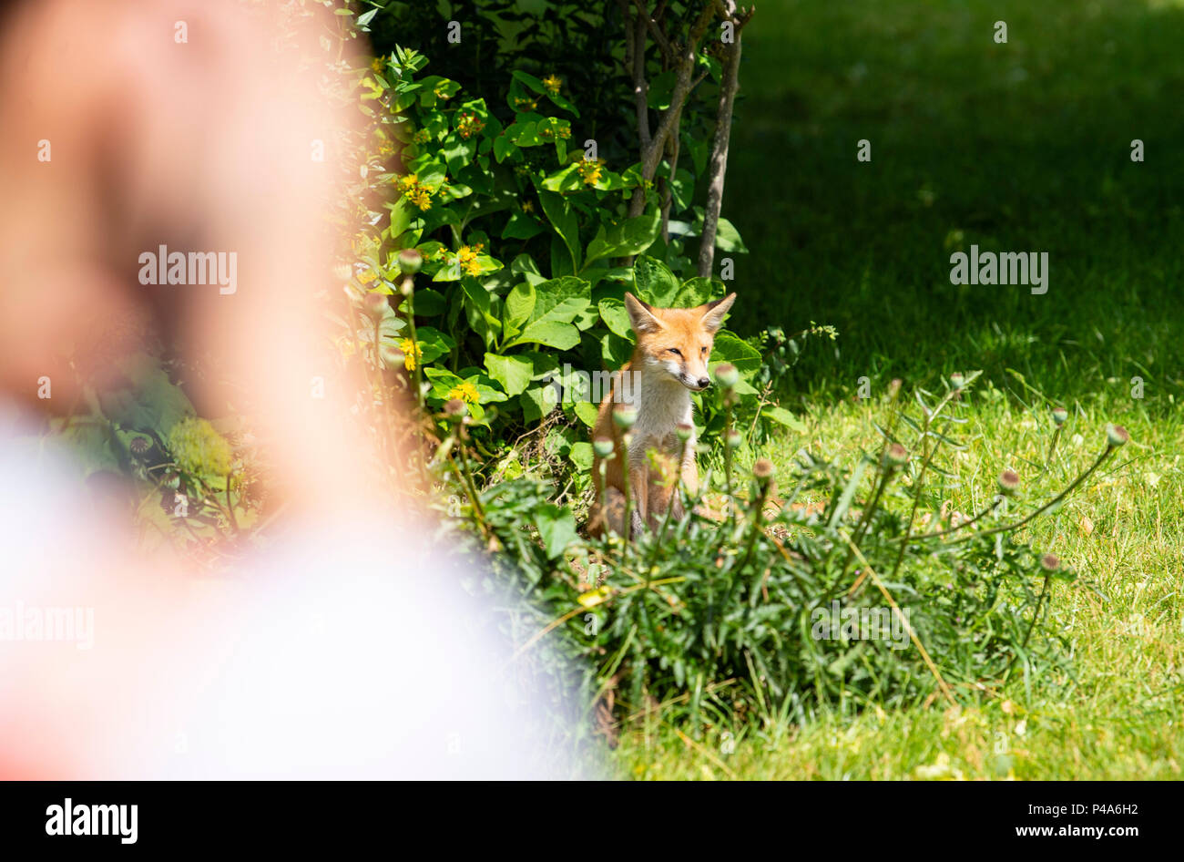 Brighton, Regno Unito. Il 21 giugno, 2018. Un giovane volpe gode del sole in Brighton il Pavilion Gardens oggi come tempo caldo è previsto a diffondere in tutta la Gran Bretagna nei prossimi giorni di credito: Simon Dack/Alamy Live News Foto Stock