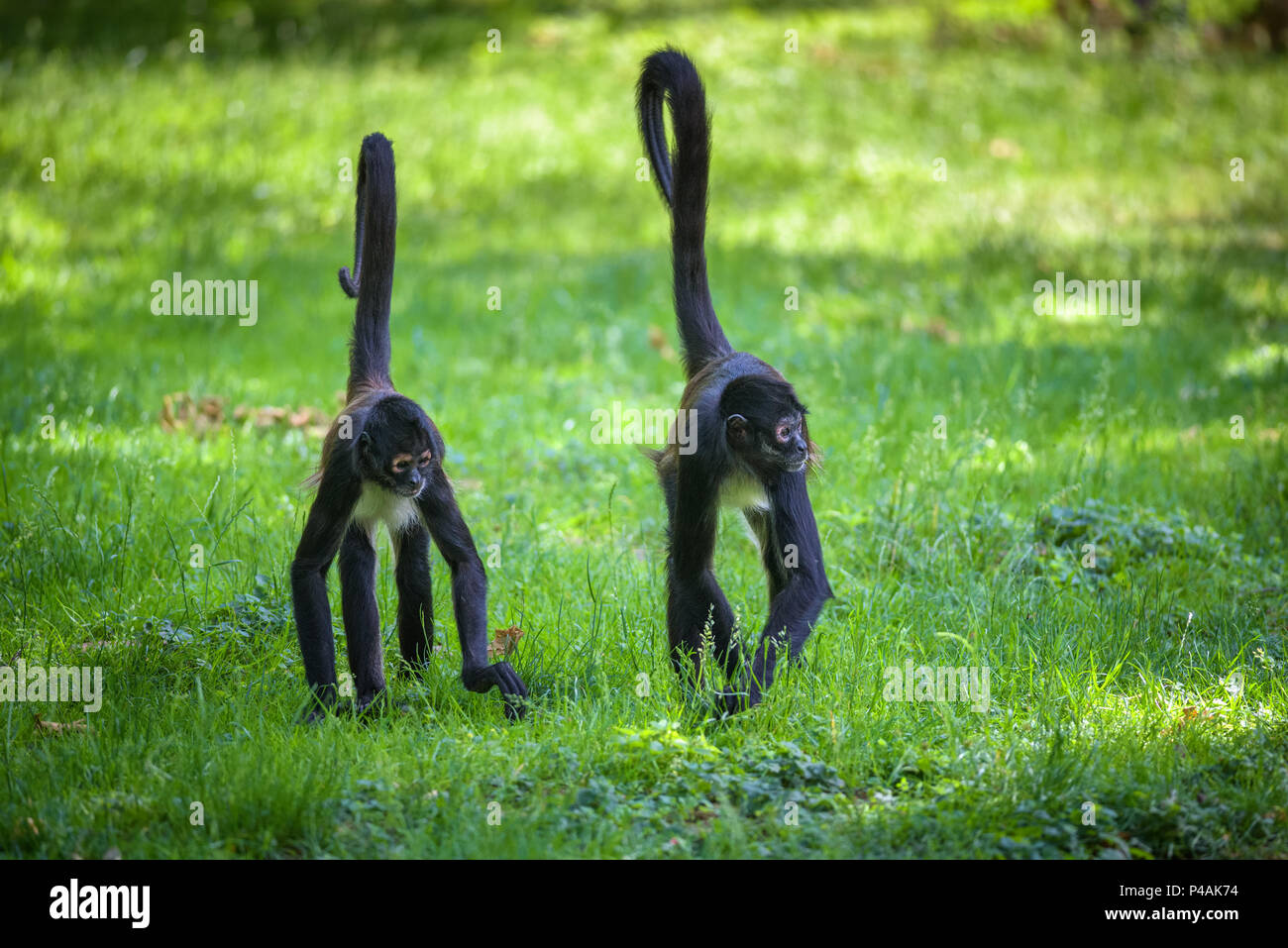 Due Geoffroy di scimmie ragno a piedi Foto Stock