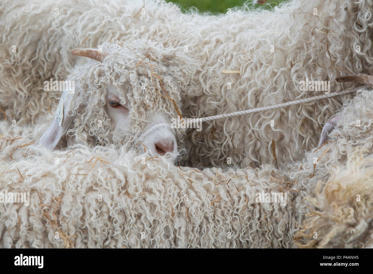 Capra aegagrus hircus. Angora capre di capretto a uno spettacolo agricolo. Regno Unito Foto Stock