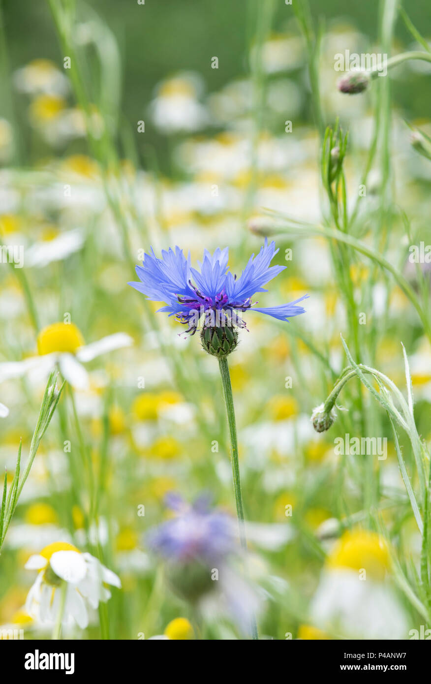 Centaurea cyanus. Fiordaliso prato di fiori selvaggi in un giardino inglese. Regno Unito Foto Stock