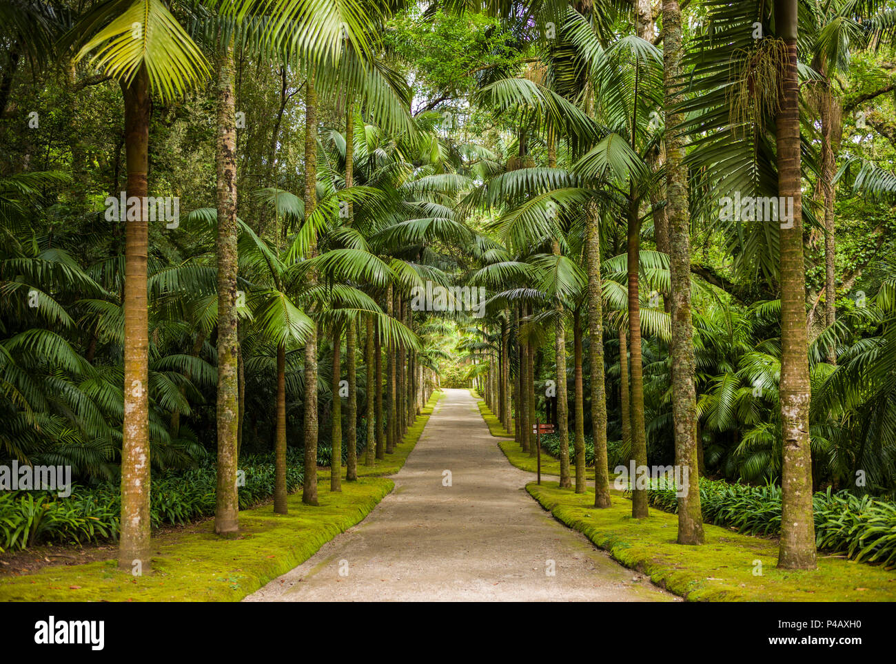 Portogallo Azzorre, isola Sao Miguel, Furnas, Terra Nostra Garden, viale alberato Foto Stock