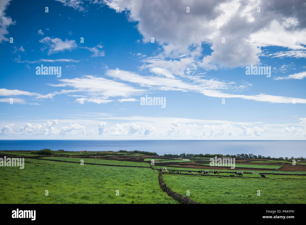 Portogallo Azzorre, l'isola di Terceira, Cabo de Praia, campi Foto Stock