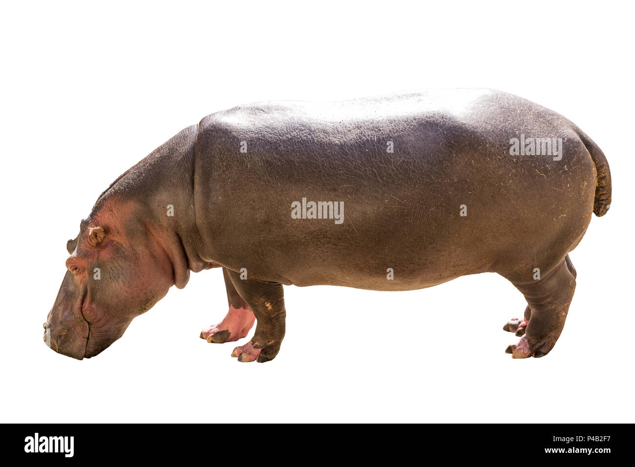 Vista su un comune ippopotamo isolati su sfondo bianco, visto in Sud Africa e Africa. Ippopotami sono la terza più grande mammifero terrestre e molto pericoloso, Foto Stock