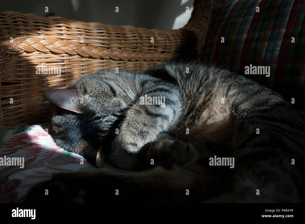 Tabby cat a named Oscar dorme all'interno dell'albero di luce del sole, Miami, Florida Foto Stock