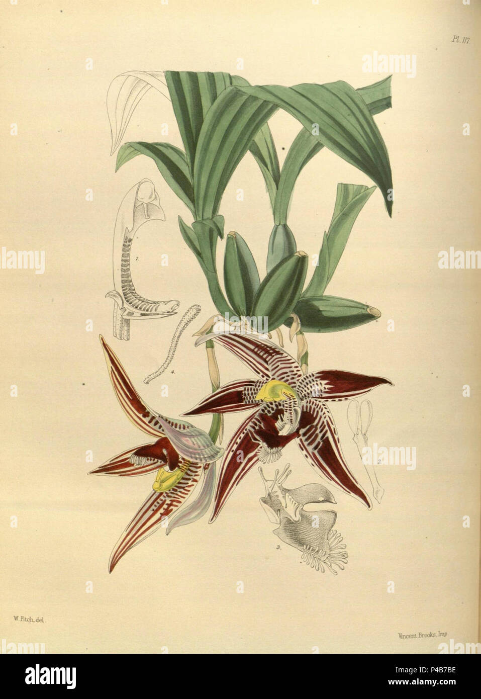 117 un secondo secolo di piante orchidacee (8361548284). Foto Stock