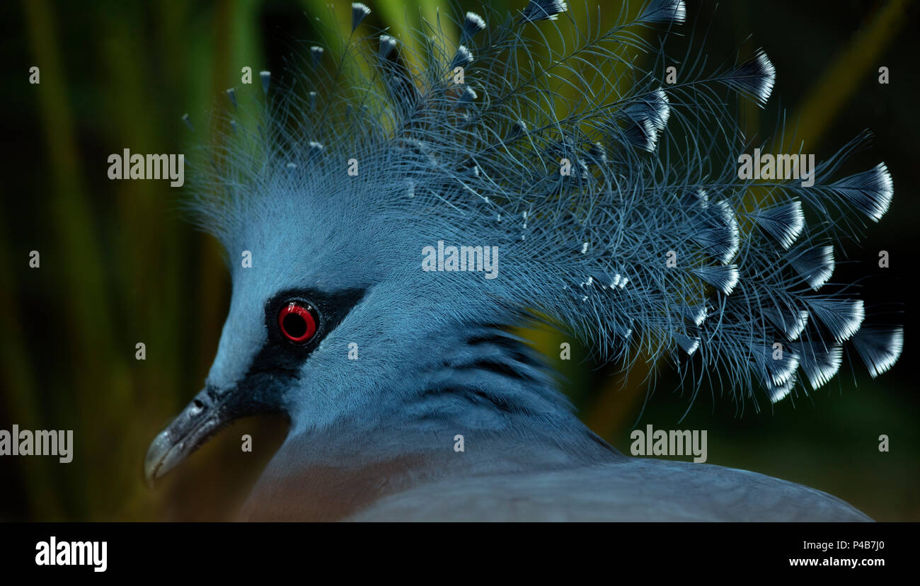 Blue Bird, punk simili, Victoria incoronato pigeon, Goura victoria Foto Stock