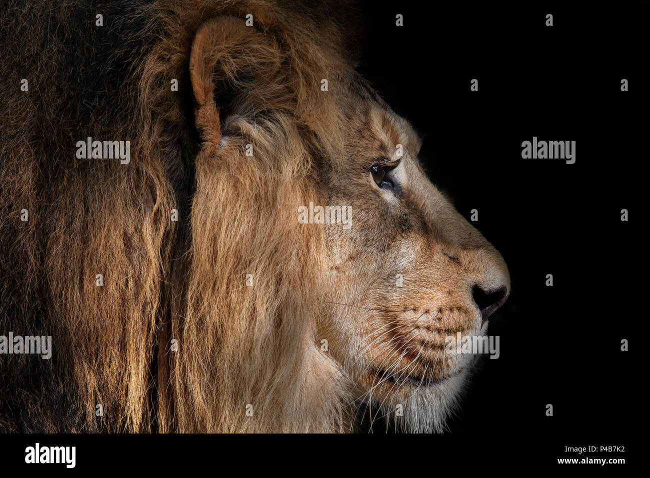 Lion, ritratto su nero Foto Stock