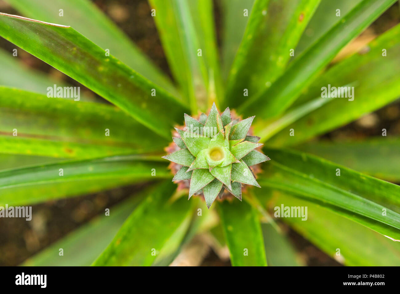 Portogallo Azzorre, isola Sao Miguel, Ponta Delgada, nativo di Sao Miguel ananassi presso la piantagione di ananas Foto Stock